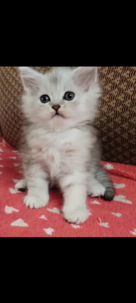 Gattina persiano normotipo FEMMINA  | Foto 5
