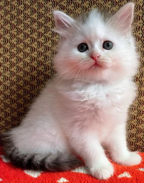 Gattina persiano normotipo FEMMINA  | Foto 3