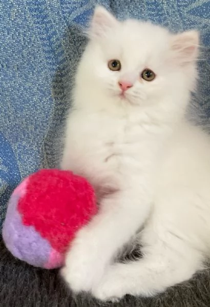 Gattina persiano normotipo FEMMINA  | Foto 2