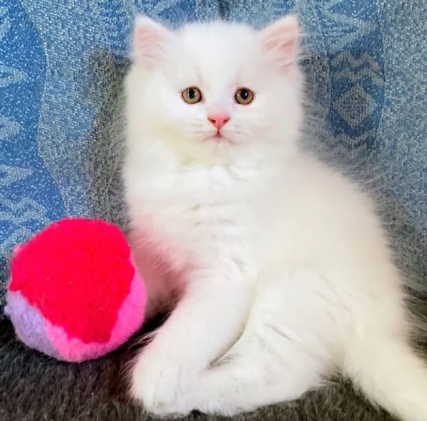 Gattina persiano normotipo FEMMINA  | Foto 1