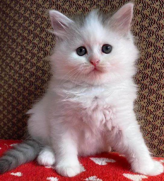 Gattina persiano normotipo FEMMINA  | Foto 0