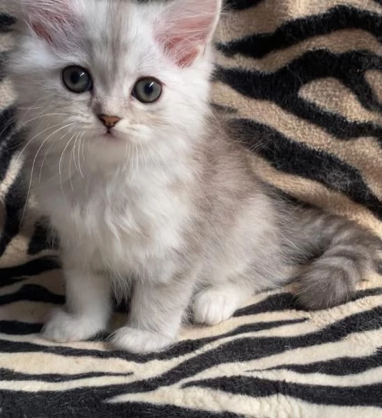 Gattina femmina persiana normotipo  | Foto 27
