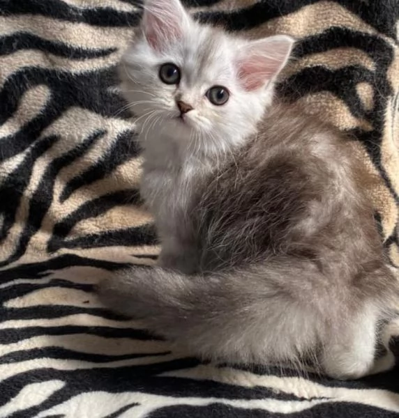 Gattina femmina persiana normotipo  | Foto 26
