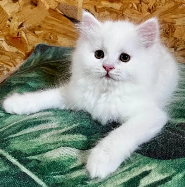 Gattina femmina persiana normotipo  | Foto 25