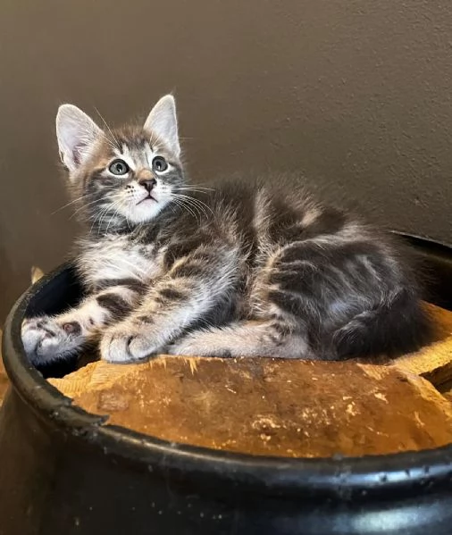 Gattina femmina persiana normotipo  | Foto 24