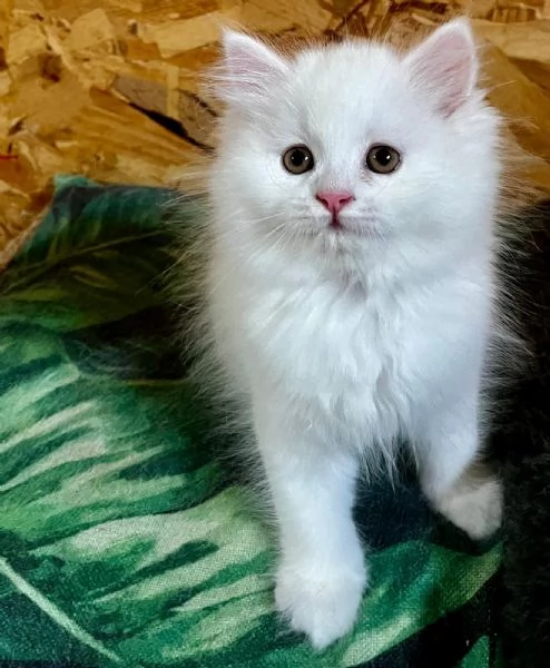 Gattina femmina persiana normotipo  | Foto 22