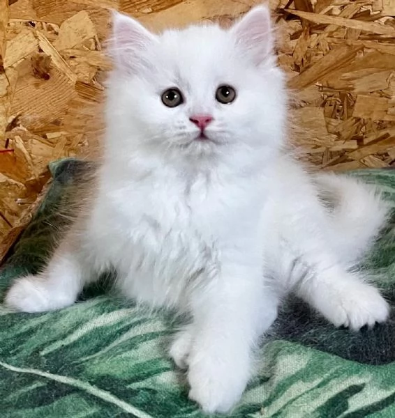 Gattina femmina persiana normotipo  | Foto 21