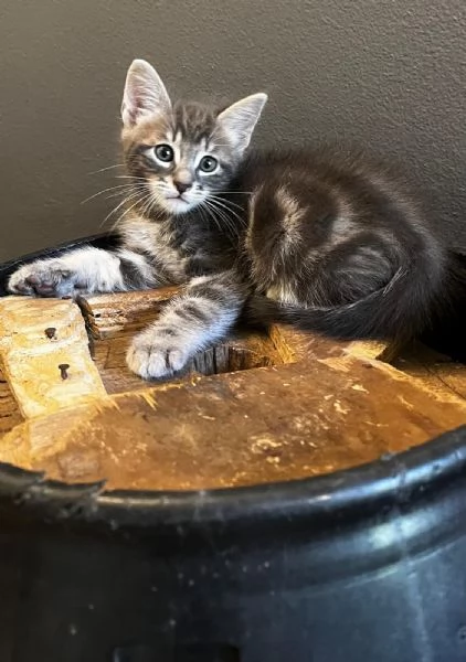 Gattina femmina persiana normotipo  | Foto 19
