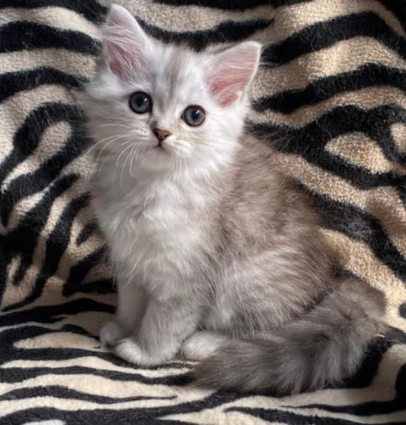 Gattina femmina persiana normotipo  | Foto 18