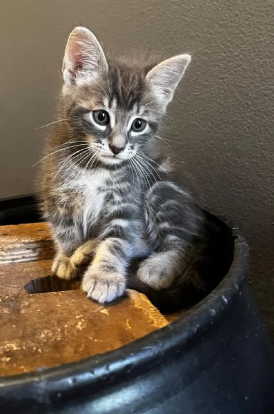 Gattina femmina persiana normotipo  | Foto 17