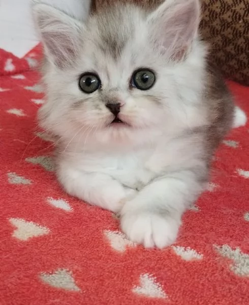 Gattina femmina persiana normotipo  | Foto 16