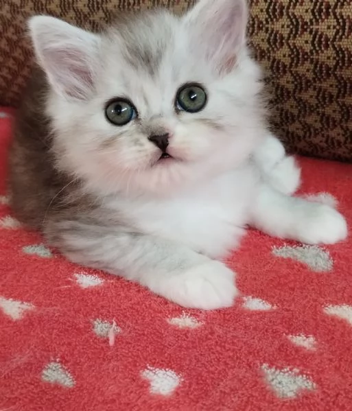 Gattina femmina persiana normotipo  | Foto 15