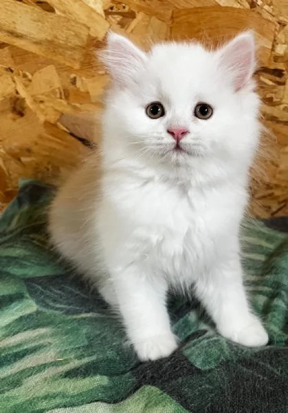 Gattina femmina persiana normotipo  | Foto 14