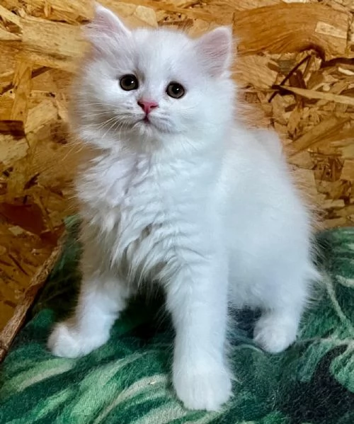 Gattina femmina persiana normotipo  | Foto 13