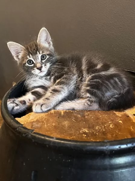 Gattina femmina persiana normotipo  | Foto 12
