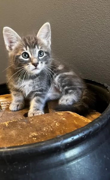 Gattina femmina persiana normotipo  | Foto 11
