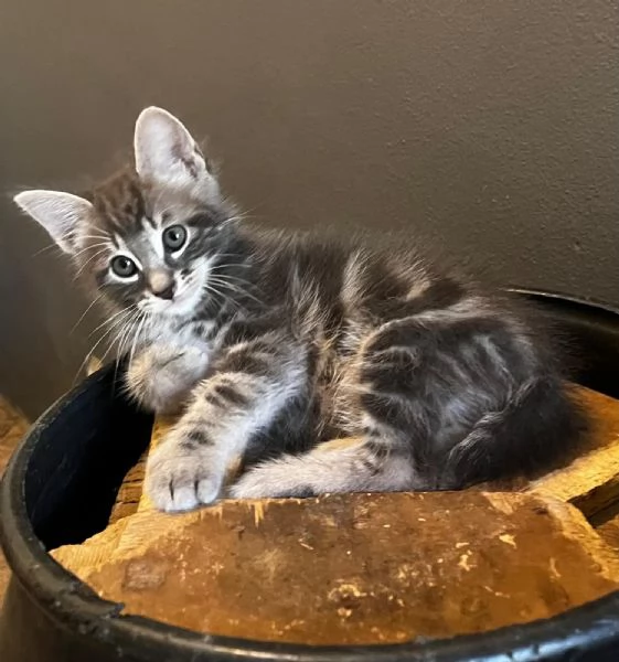 Gattina femmina persiana normotipo  | Foto 10
