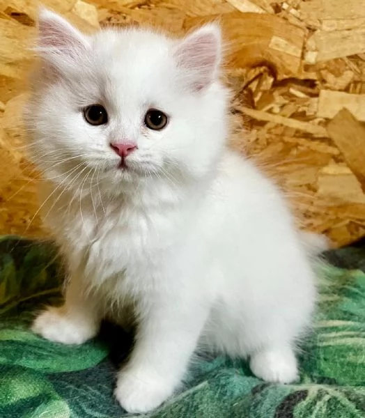 Gattina femmina persiana normotipo  | Foto 9
