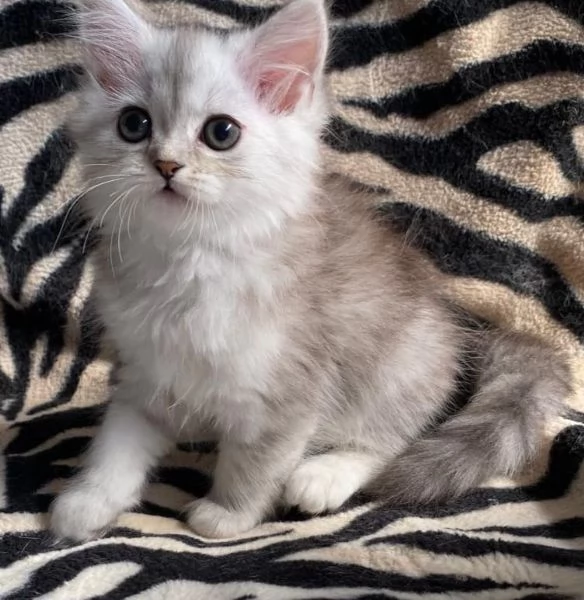 Gattina femmina persiana normotipo  | Foto 7