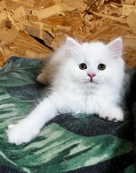 Gattina femmina persiana normotipo  | Foto 6