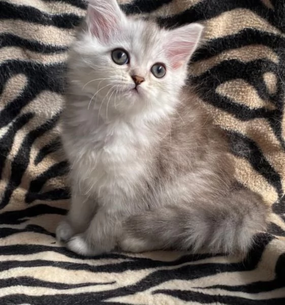 Gattina femmina persiana normotipo  | Foto 5