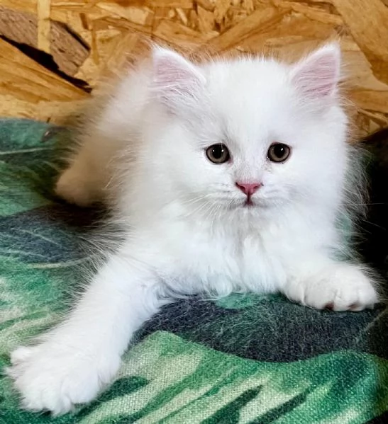 Gattina femmina persiana normotipo  | Foto 4