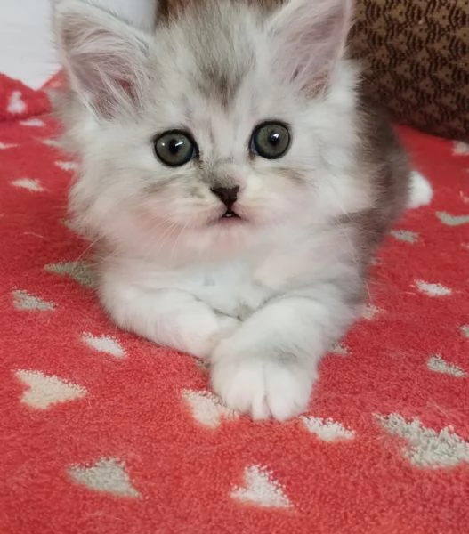 Gattina femmina persiana normotipo  | Foto 3