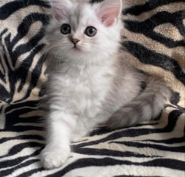 Gattina femmina persiana normotipo  | Foto 1