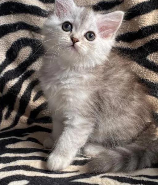 Gattina femmina persiana normotipo  | Foto 0