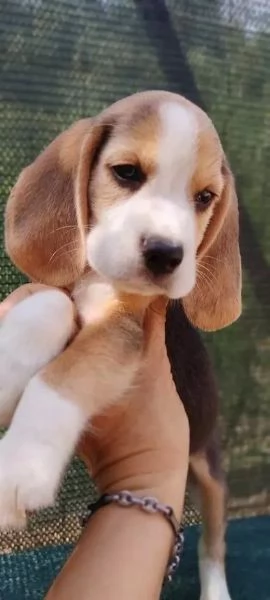 Disponibili bellissimi cuccioli di beagle tricolore 