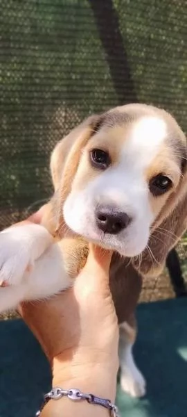 Disponibili bellissimi cuccioli di beagle tricolore  | Foto 1