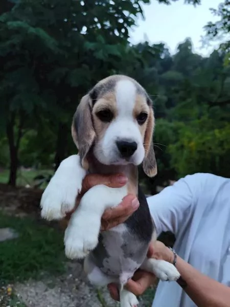 Disponibili bellissimi cuccioli di beagle tricolore  | Foto 0