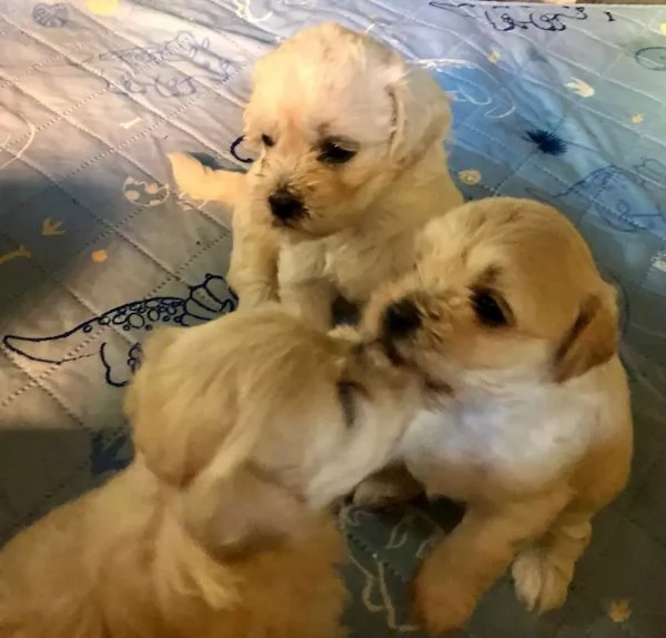 Cuccioli di Maltipoo disponibili dal 1 ottobre 2024 | Foto 2