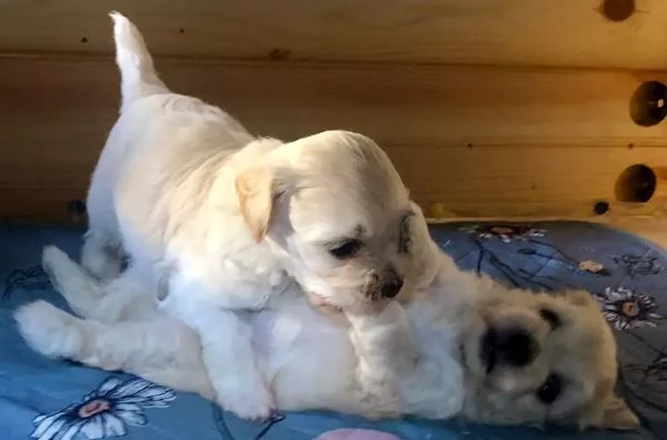 Cuccioli di Maltipoo disponibili dal 1 ottobre 2024