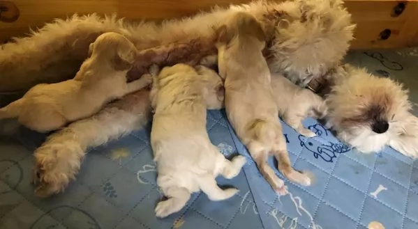 Cuccioli di Maltipoo disponibili dal 1 ottobre 2024 | Foto 0