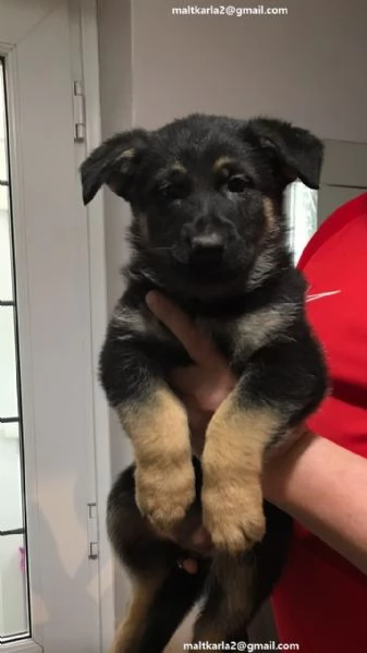 Pastore Tedesco cuccioli ultimo maschio e femmina Ultimo cucciolo di Pastore Tedesco cuccioli 3 mesi