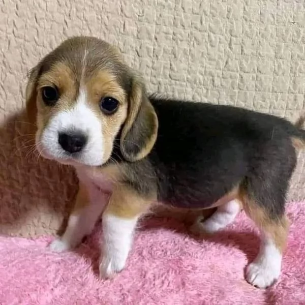 Regala dei cuccioli di Beagle | Foto 0