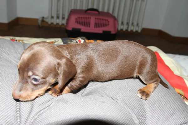 cuccioli bassotti | Foto 2