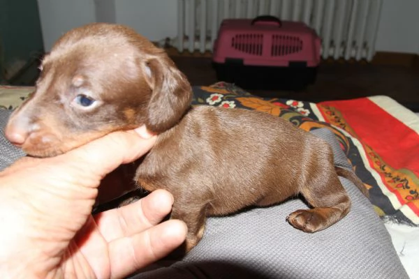 cuccioli bassotti | Foto 1