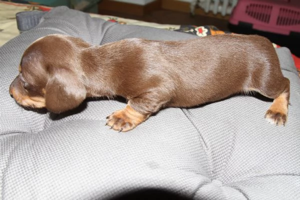 cuccioli bassotti | Foto 0