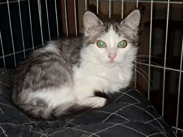 Nick e Paris, micetti Felv +, adozione del cuore | Foto 5