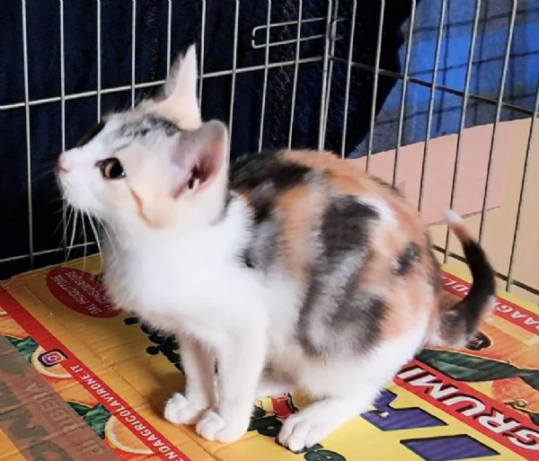 Nick e Paris, micetti Felv +, adozione del cuore | Foto 4