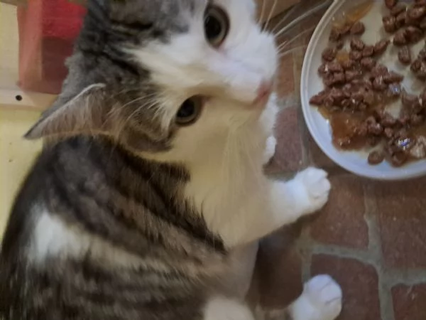 Nick e Paris, micetti Felv +, adozione del cuore