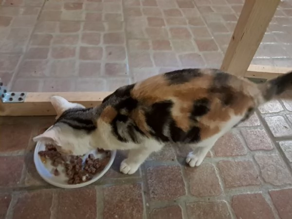 Nick e Paris, micetti Felv +, adozione del cuore | Foto 3