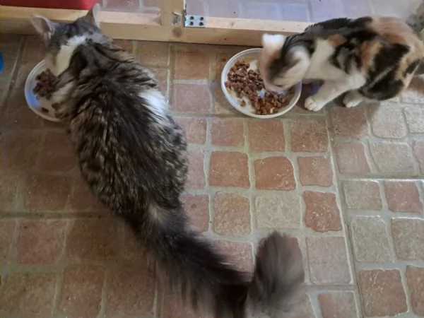 Nick e Paris, micetti Felv +, adozione del cuore | Foto 2