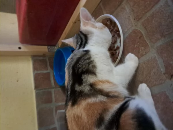 Nick e Paris, micetti Felv +, adozione del cuore | Foto 1