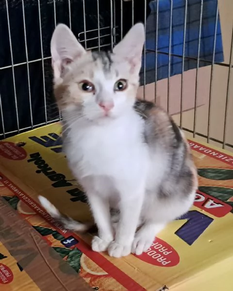 Nick e Paris, micetti Felv +, adozione del cuore | Foto 0