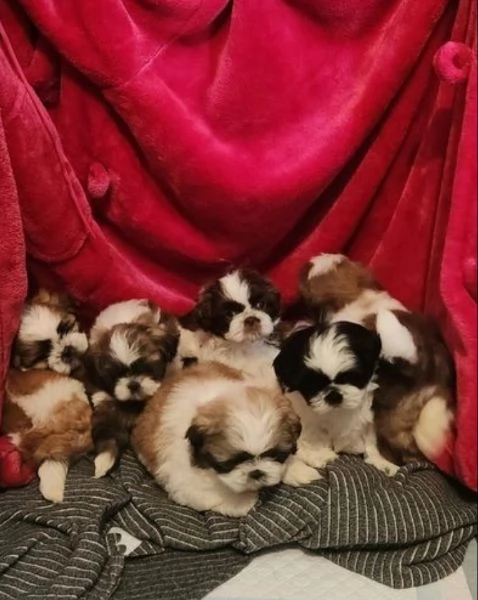 Cuccioli di Shih Tzu perfetti *Pronti ora*