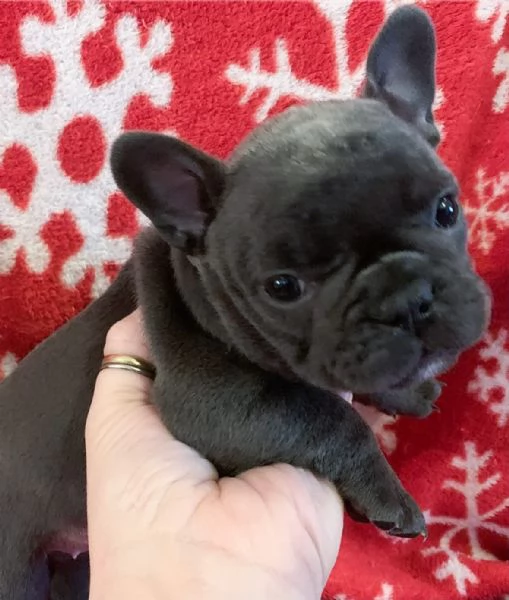 Cuccioli di bulldog francese in cerca di adozione. | Foto 1