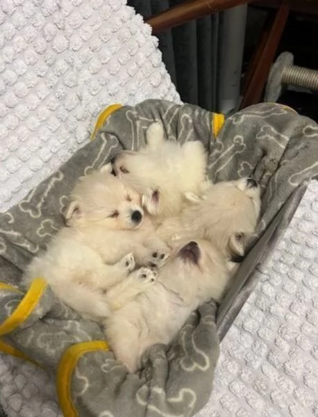 Cuccioli perfetti di Pomerania *Pronti subito*